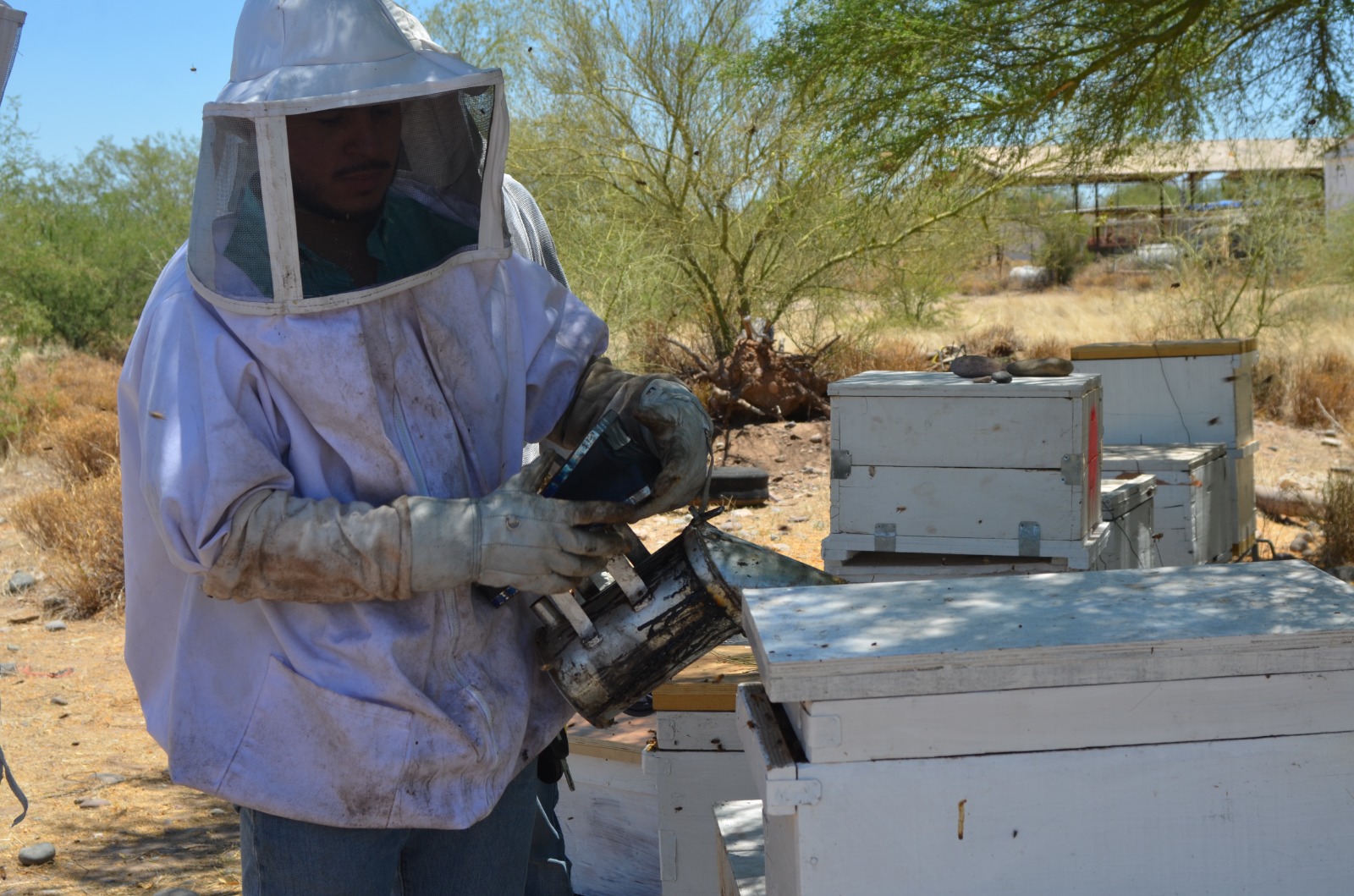 Centro de reproducción apícola busca tener abeja calidad Sonora